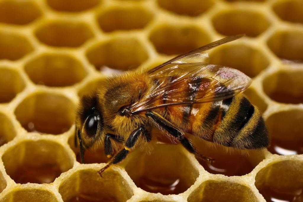 Мосприрода подготовила интеллектуальный квест «Пчелиная девятина» для всех знатоков пчёл - фото 1