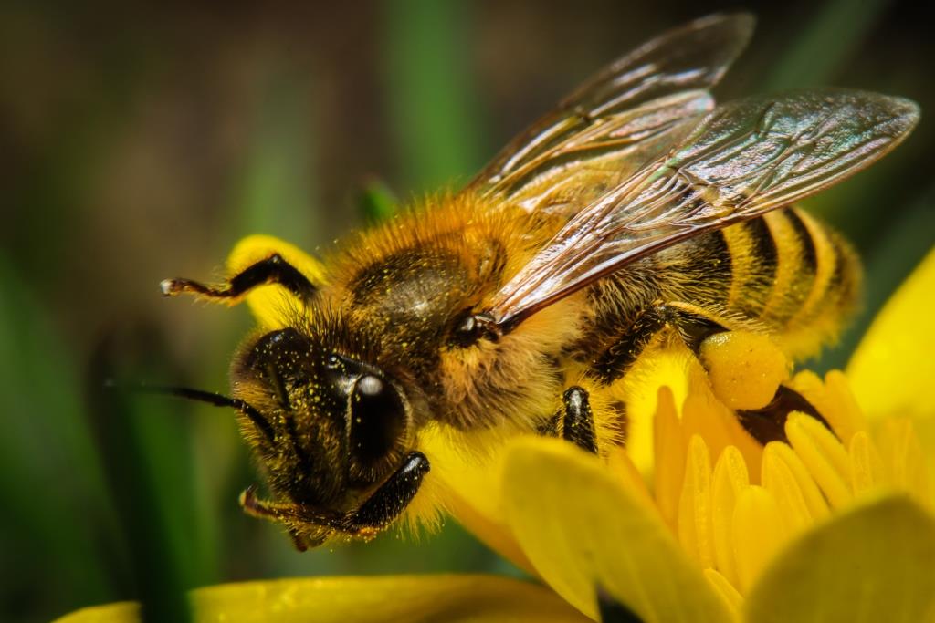 Мосприрода подготовила интеллектуальный квест «Пчелиная девятина» для всех знатоков пчёл - фото 3