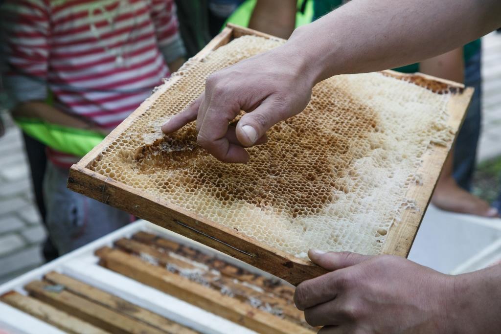 Мосприрода подготовила интеллектуальный квест «Пчелиная девятина» для всех знатоков пчёл - фото 4