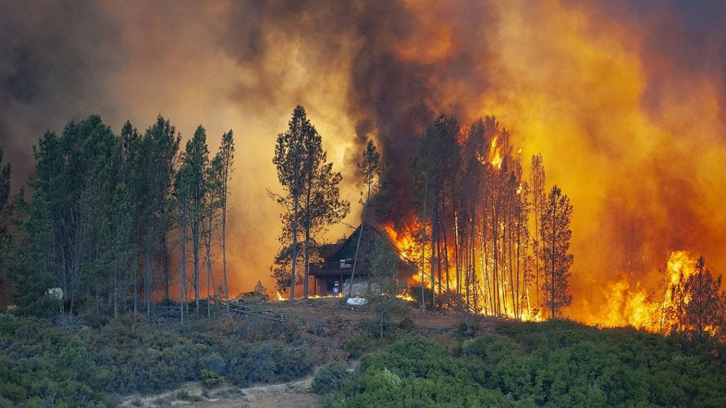 Как сжечь Сибирь и остаться не виновным: что не так в споре чиновников об экспорте российского леса - фото 3