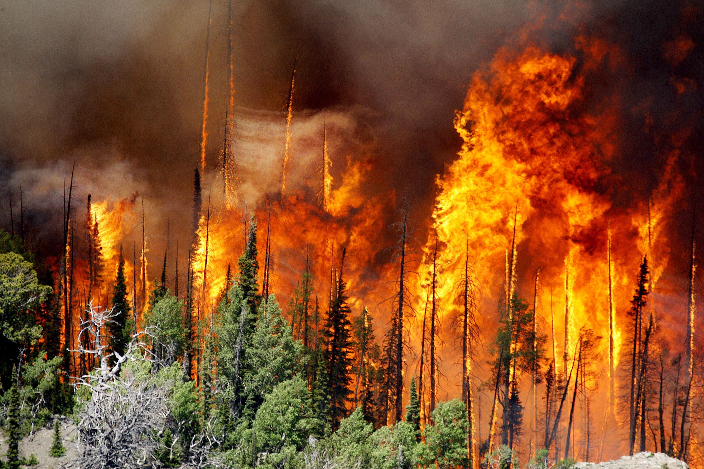 День работников леса в 2021 году. После массовых лесных пожаров... - фото 2