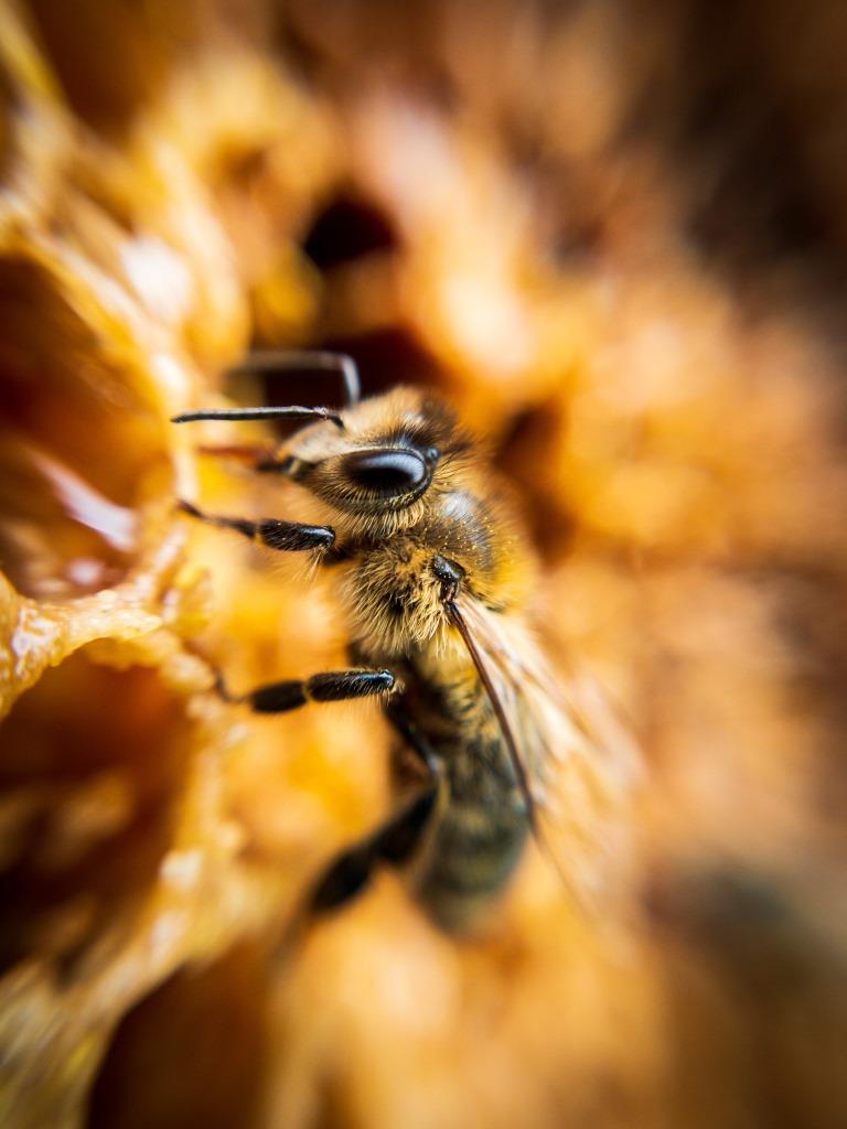 Экоцентр «Пчеловодство» Департамента природопользования объявляет о старте творческого конкурса «Фантастическая пчела» - фото 1