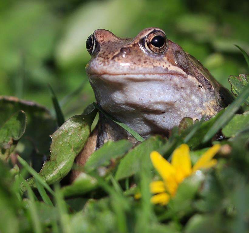 Экоцентры Департамента природопользования проведут более 15 мероприятий, приуроченных ко Всемирному дню лягушки - фото 1