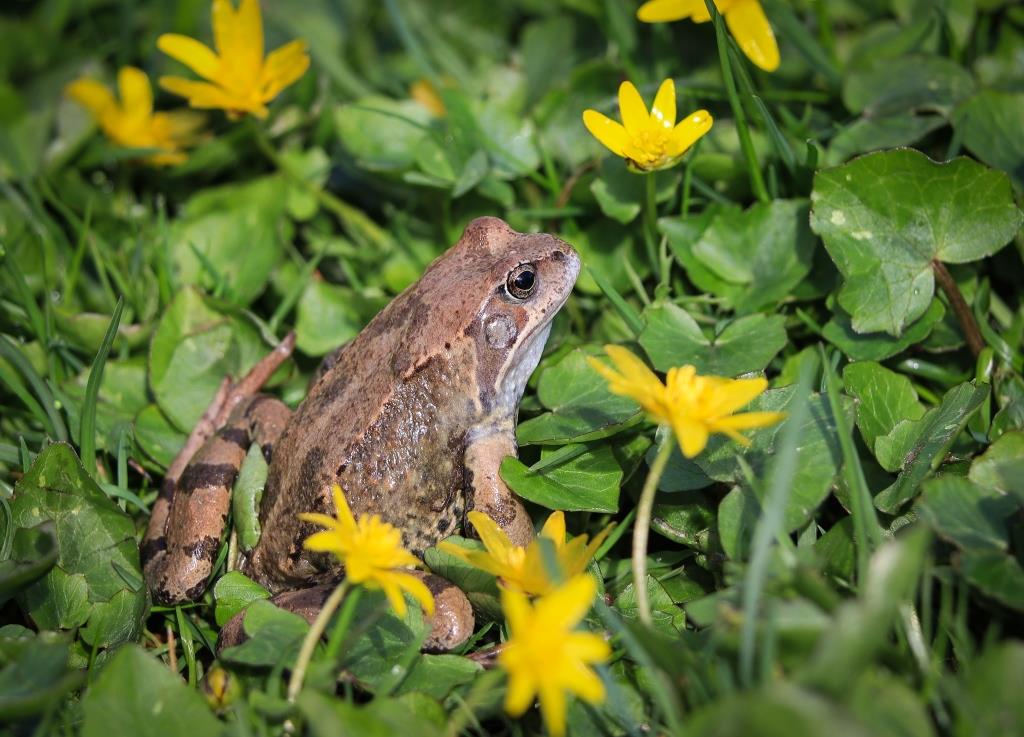 Экоцентры Департамента природопользования проведут более 15 мероприятий, приуроченных ко Всемирному дню лягушки - фото 3