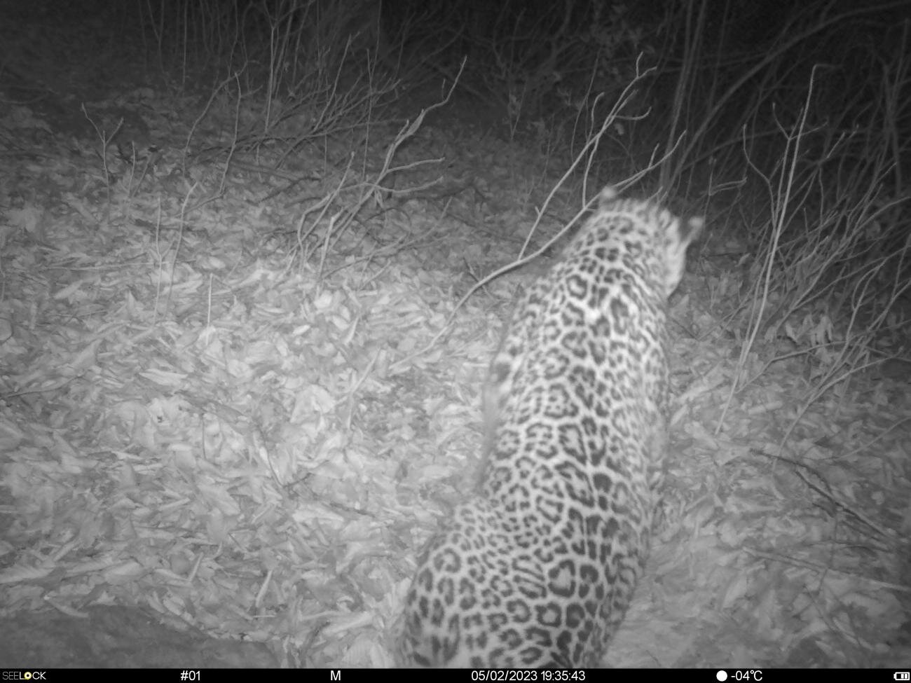 Переднеазиатские леопарды Хоста, Лео и Лаура продолжают активно осваивать  Центральный Кавказ и исследуют новые участки обитания  - фото 3