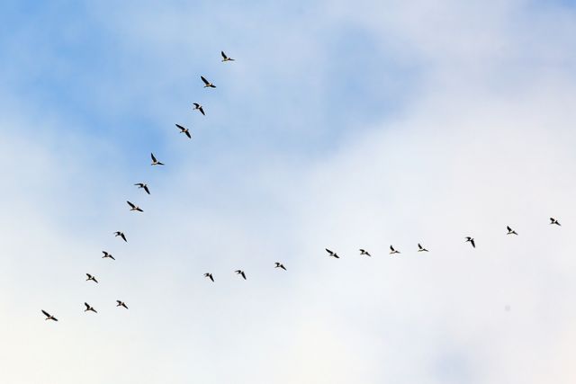 В Кенозерском национальном парке и в «Онежском Поморье» насчитано около 1600 птиц для проекта Eurobirdwatch - фото 1