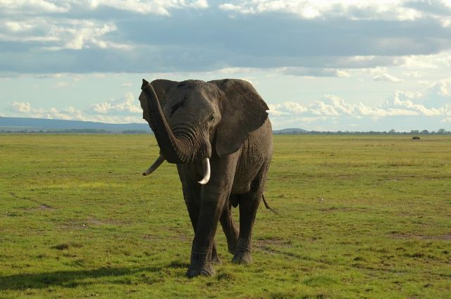 О Пути и вечности...Слоны Килиманджаро - фото 3
