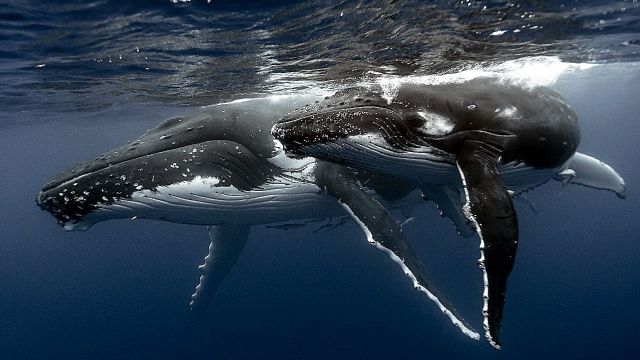 Кто убивает китов? ... Норвегия и Япония?... - фото 1