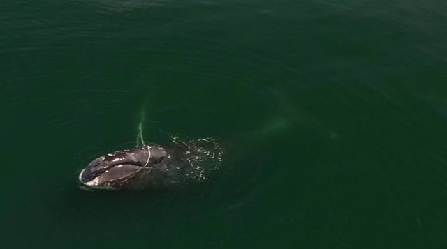 Краснокнижный гренландский кит запутался в неводе в Охотском море - фото 1