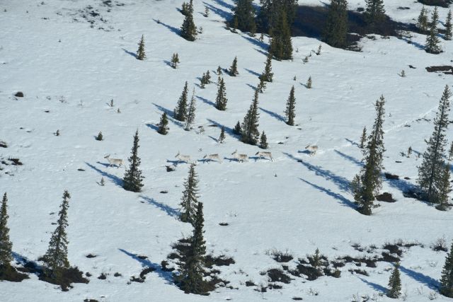 Северные олени ненецкого округа продолжают гибнуть от рук браконьеров - фото 1