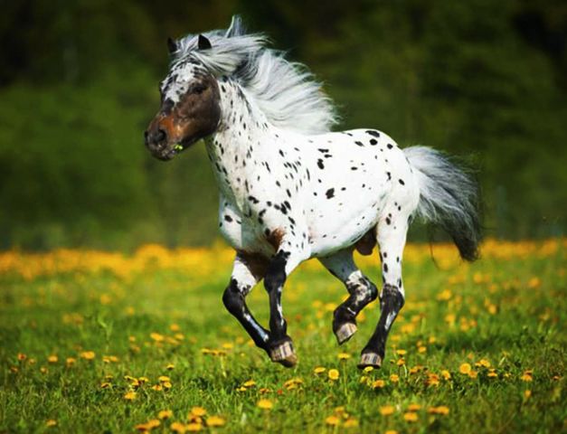 Декоративные лошади. Василий Климов. Окно в природу - фото 1
