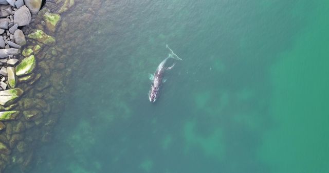 Туристы, наблюдающие за гренландскими китами, знают о них слишком мало - фото 3