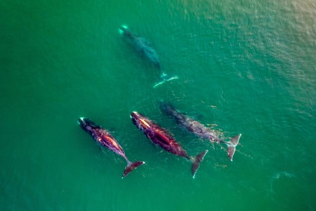 Туристы, наблюдающие за гренландскими китами, знают о них слишком мало - фото 1