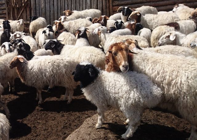 В России заработал первый барсиный овцебанк - фото 2