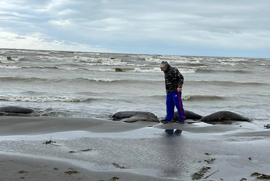 Эколог Георгий Каваносян о массовой гибели тюленей на Каспийском море - фото 1